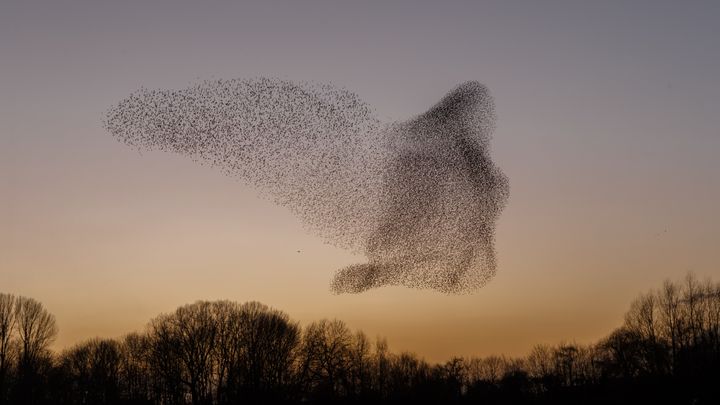 Starlings flying in a formation that looks like a meta-bird, backlit by a sunset fading into twilight. 